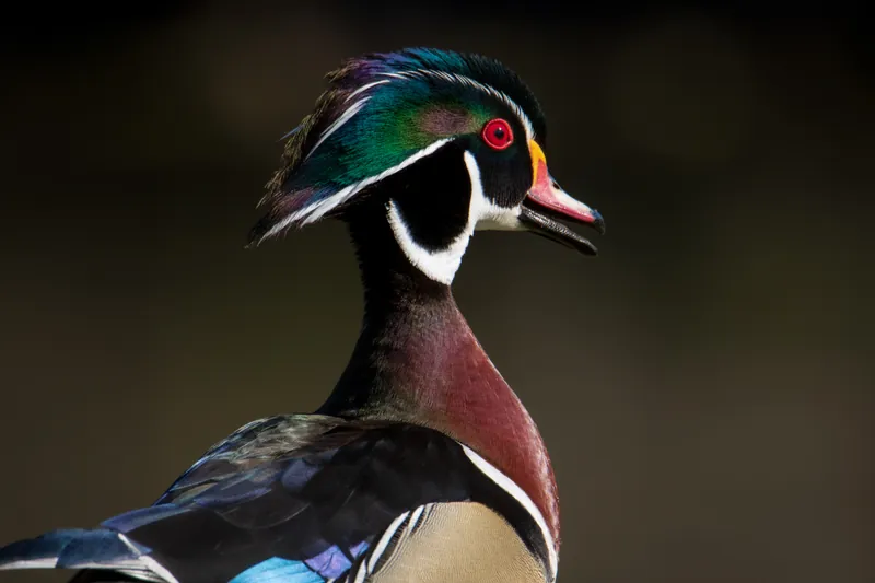 Wood duck, Milwaukee River. 2020.
